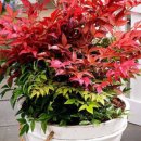 꽃담정원 이미지