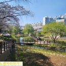 반월놀이공원 | 인천 벚꽃명소 "반월놀이공원" 낮과 밤 비교후기 주차꿀팁