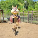 달빛여우 | 영월 달빛동물원 동물체험 후기 알파카 미어캣 실내동물까지 둘러본 기록