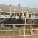 황토현농장 이미지