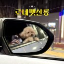 행복한 펫 살롱 이미지