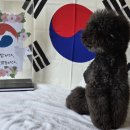 애견유치원 청주 강아지유치원 | 보훈의 달 포토존! 간식 먹으며 배우는 예절 교육 일상 🎈| 바둑이연구소