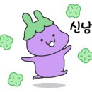 베리 핏 피티 이미지