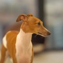 체크인독 애견유치원 이미지