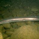 칠성장어 이미지