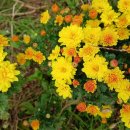 월산농장 이미지