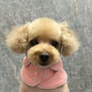 몽몽잇 이미지