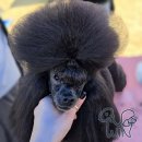 벨롱 펫 그루밍 | 부산강아지미용학원 도그쇼 출진과 쇼미용