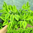 모아꽃방 | 천국의 계단 화은룡, 햇살을 머금은 아름다움 | 우림꽃방