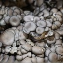 각화도매시장 광주채소 이미지