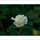 호수공원7로 이미지