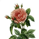 보태니컬 이미지