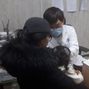 로타입 프레시안