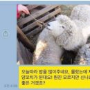 초원양갈비 이미지