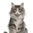 포레스트캣 이미지