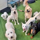 등교하개 이미지