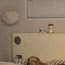 라이프 댄스 | 댄스온더플로어 퍼리스 베딩 후기 | 강아지 털 안붙는 이불 대형견 집사 사용 리뷰