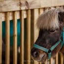 안성목장 2농장 이미지