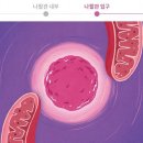 동아플레이