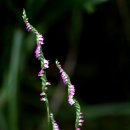 난초목장 이미지