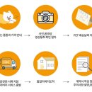 천안 고양이분양 도로시펫 이미지