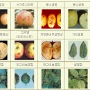 그린비료 이미지