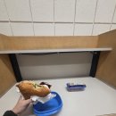 화요일아침예술학교 | 캐나다 5주 살기 3주차