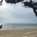 펫갤러리 | [펫니스태안 후기] 솔메이트 펜션 / 오마이갤러리 / 낙지한마리칼국수