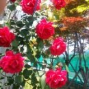 아차산체육공원 Daum카페