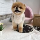 디오빌 애견미용 이미지