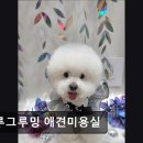 그루그루밍 이미지