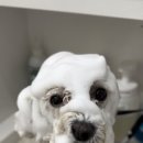 트리밍스튜디오제제 이미지