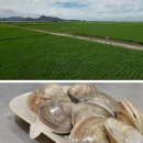 계화도마을 이미지