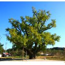 장덕리은행나무 이미지