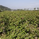 곡성-130 이미지