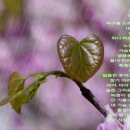 비야비야 이미지