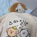 스마일댕 이미지