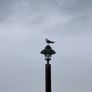 청담칼국수 이미지