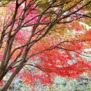 구수골농장 Daum카페