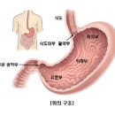 위암 진단 후 항암 치료 과정에서 페리틴 수치 이미지
