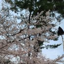 학성공원 벚꽃 이미지
