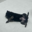 도도한댕댕 이미지