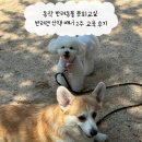 매너독반려견교육센터 | 동작 반려동물 문화교실 반려견 산책 매너 2주 교육 후기