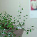 트리안, 거실 인테리어에 예쁜 화분