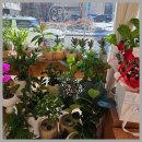 투토빌딩 | 천안꽃집 감성충전 🌷 모어댄플라워 천안성성점 방문기 ✨ 성성동꽃집 후기