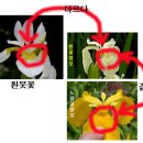 꽃창포 이미지