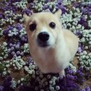 그르르르(grrr!) 이미지