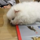 나눔동물병원 이미지
