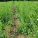 까치슈퍼 이미지