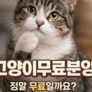 고양이분양온리캣